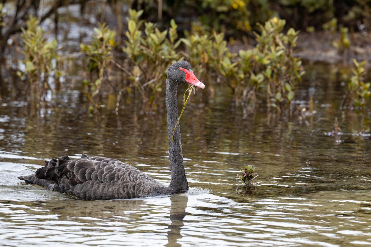Black Swan - ML645915486