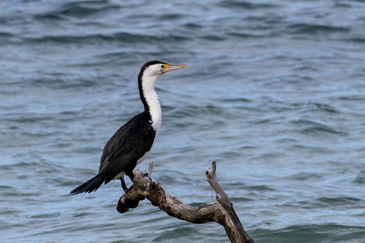Pied Cormorant - ML645915491