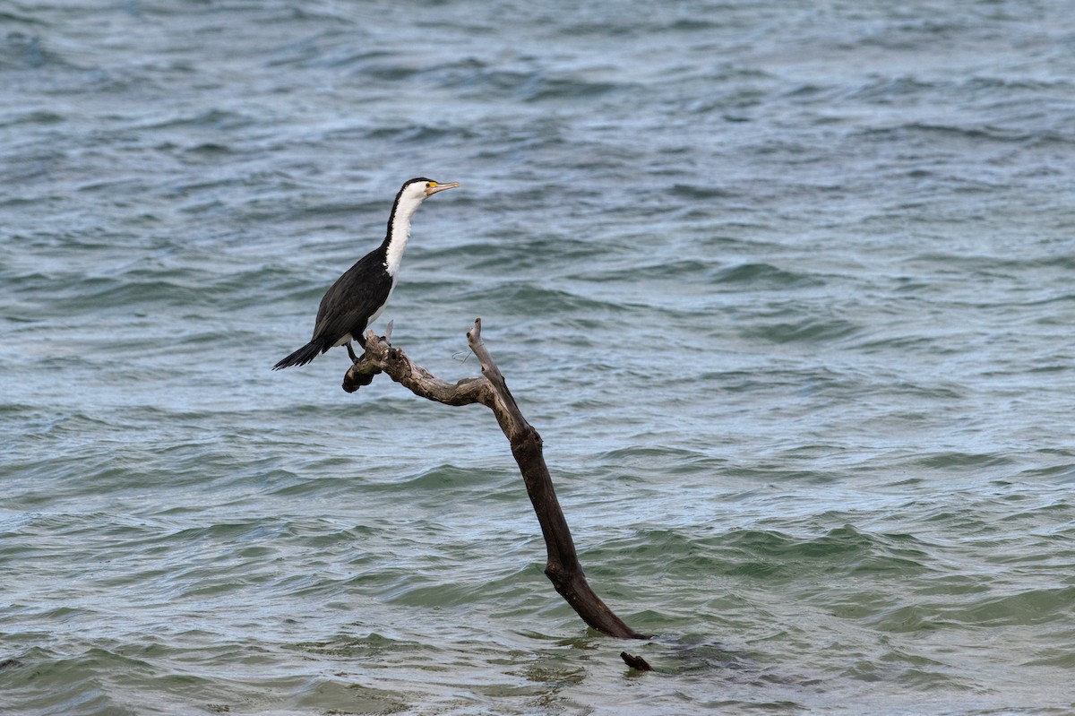 Pied Cormorant - ML645915492