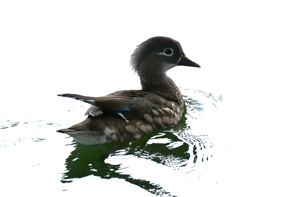 Mandarin Duck - ML645915502