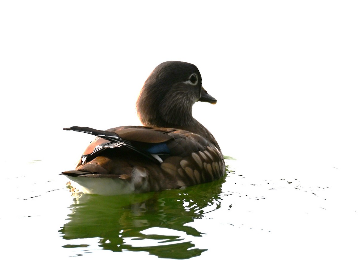 Mandarin Duck - ML645915503