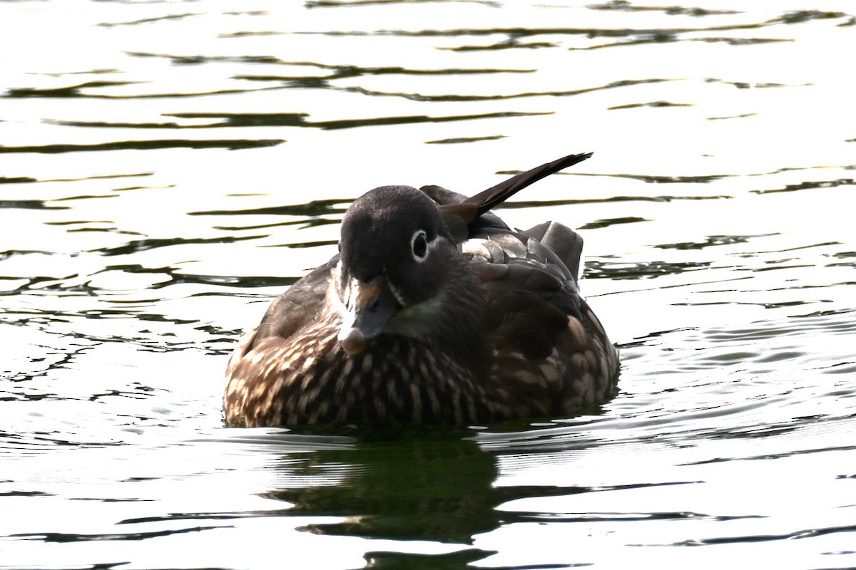 Mandarin Duck - ML645915504