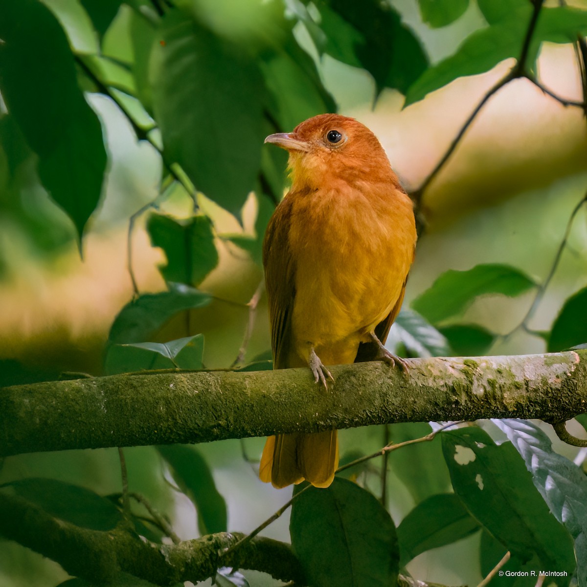 Rufous Piha - ML645915513