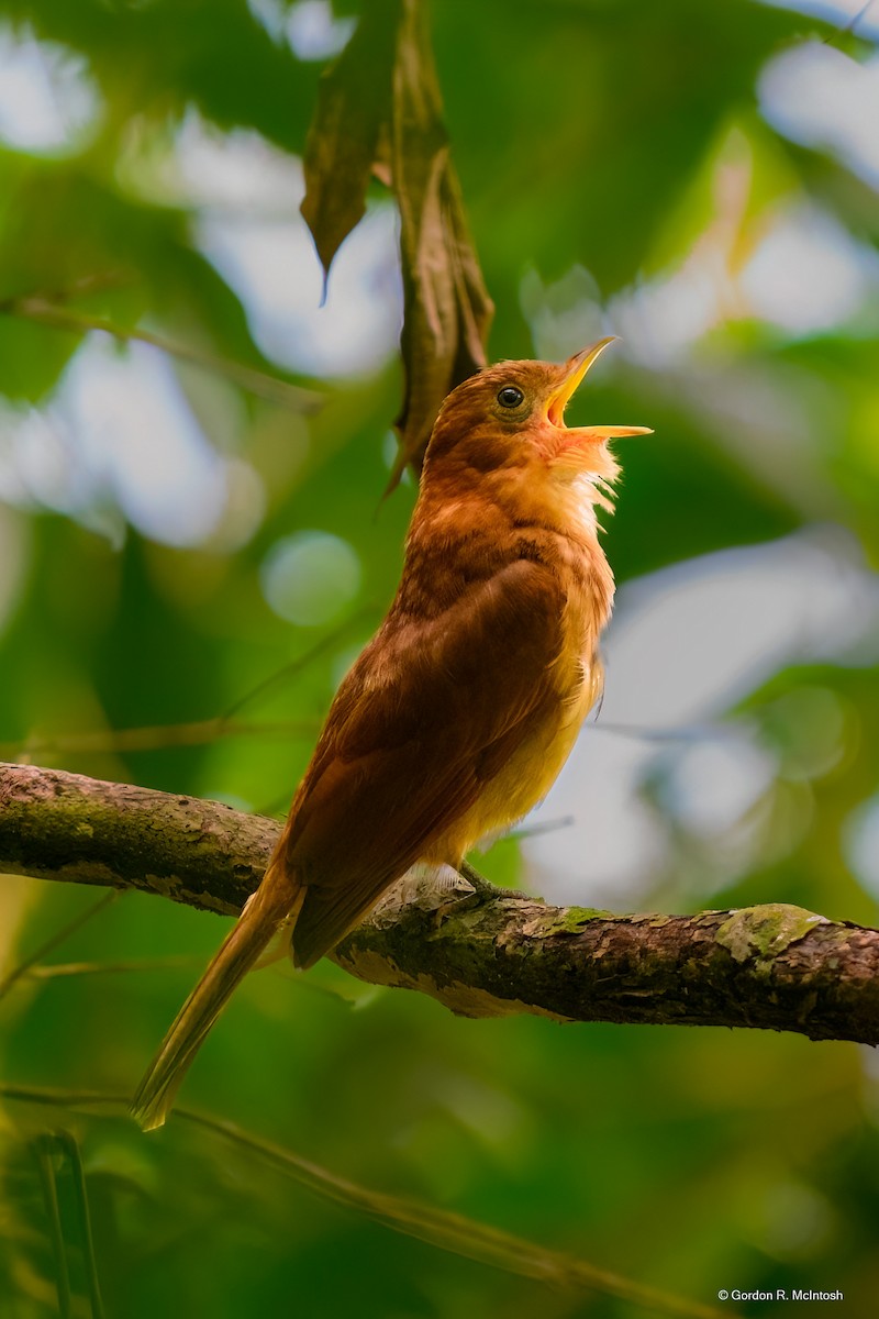 Rufous Piha - ML645915514