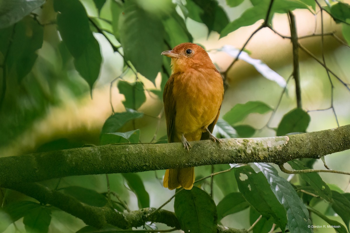 Rufous Piha - ML645915515