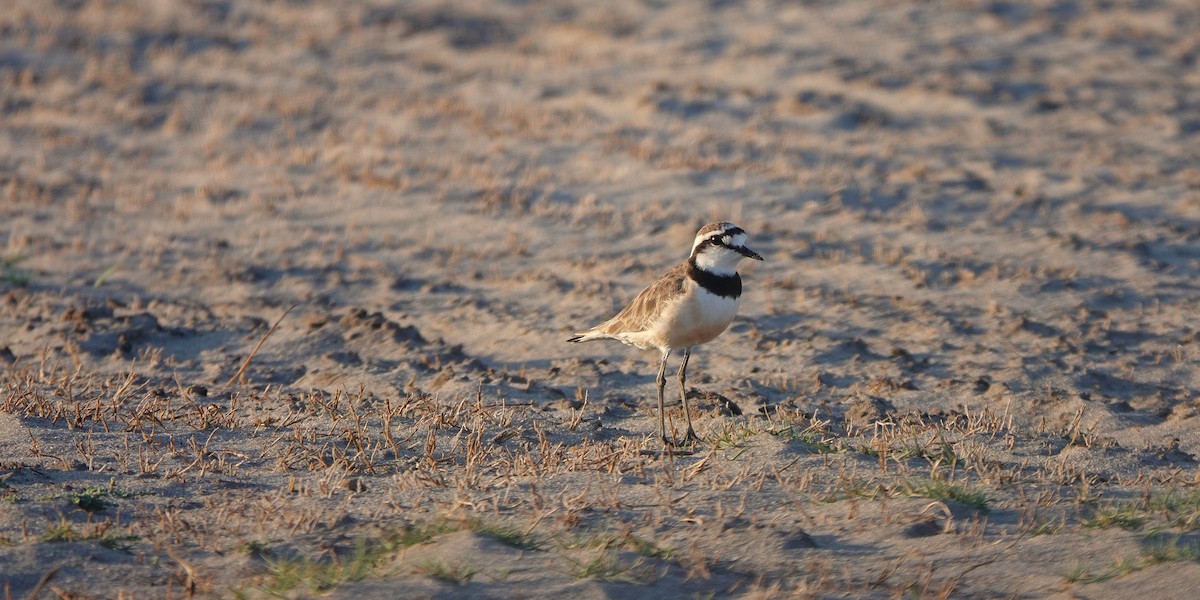Madagascar Plover - ML645915517