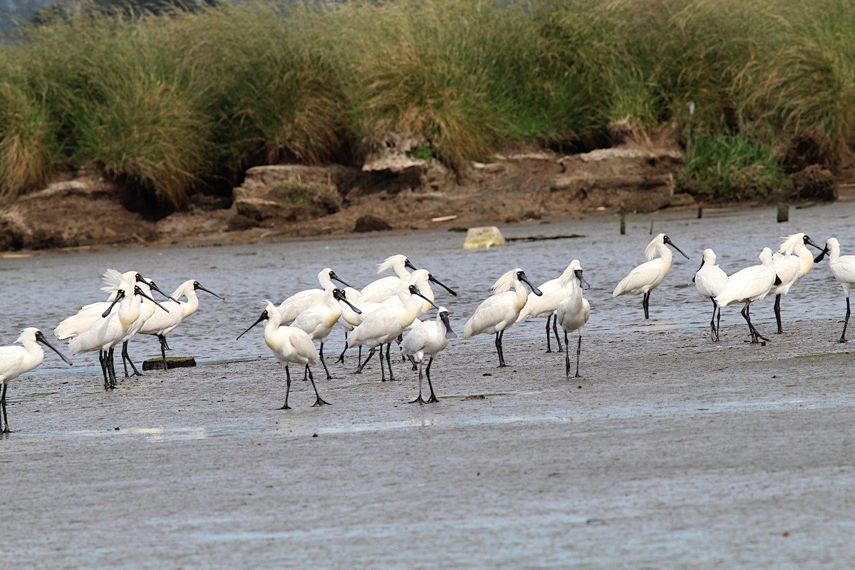 Royal Spoonbill - ML645915520