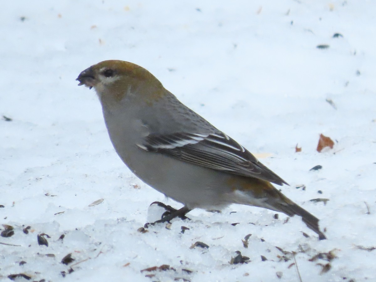 Pinu-gailupa - ML645915526