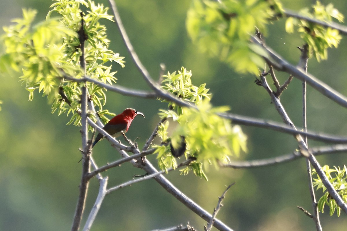 Crimson Sunbird - ML645915536