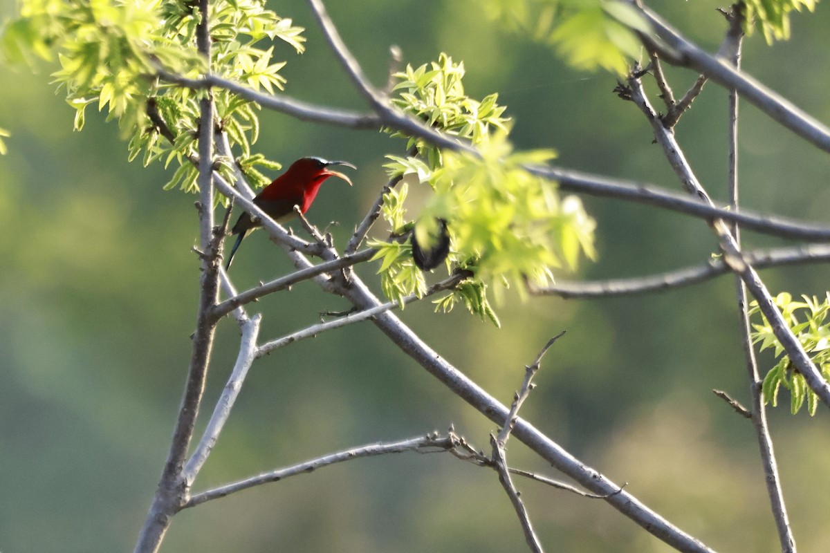 Crimson Sunbird - ML645915537