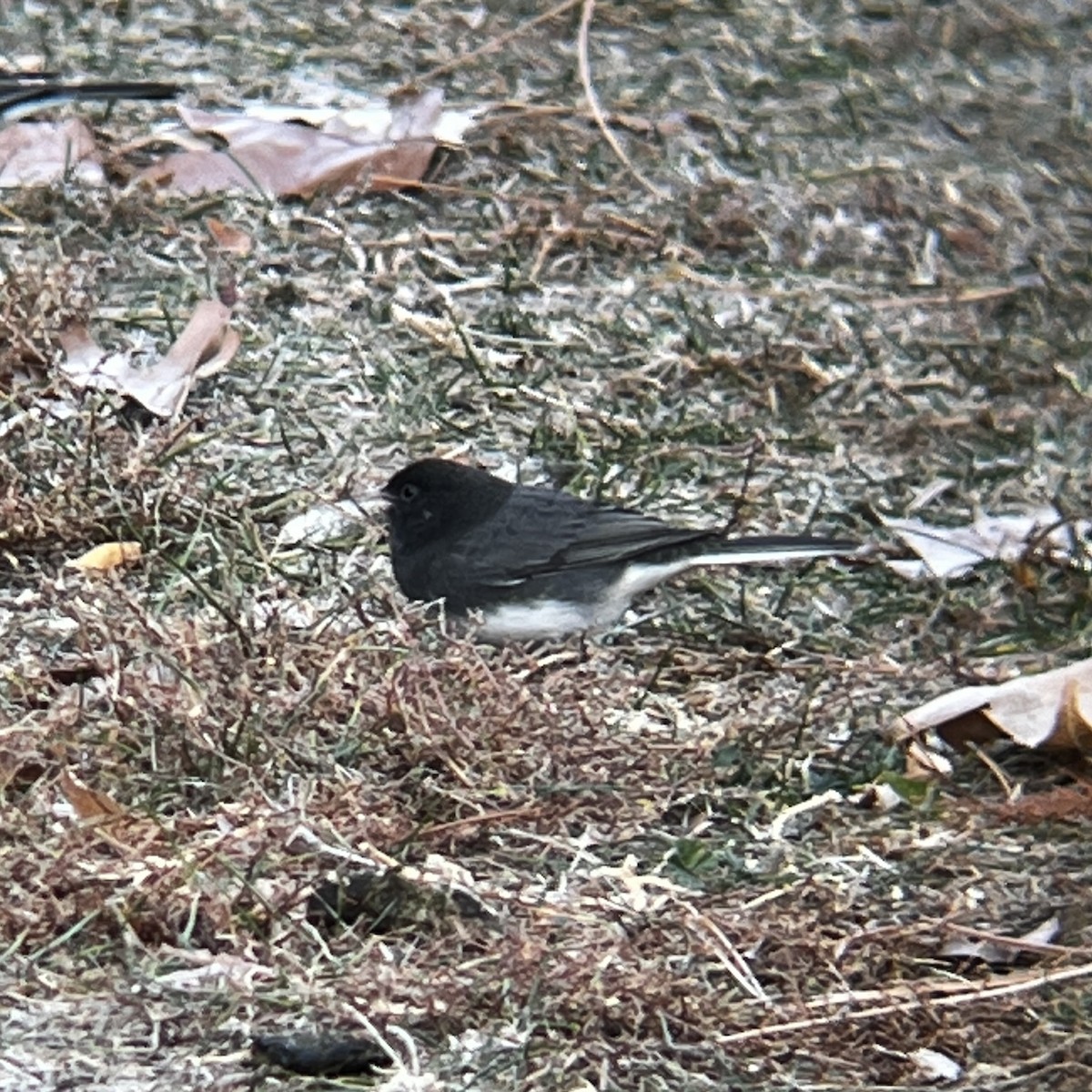 Dark-eyed Junco (cismontanus) - ML645915539
