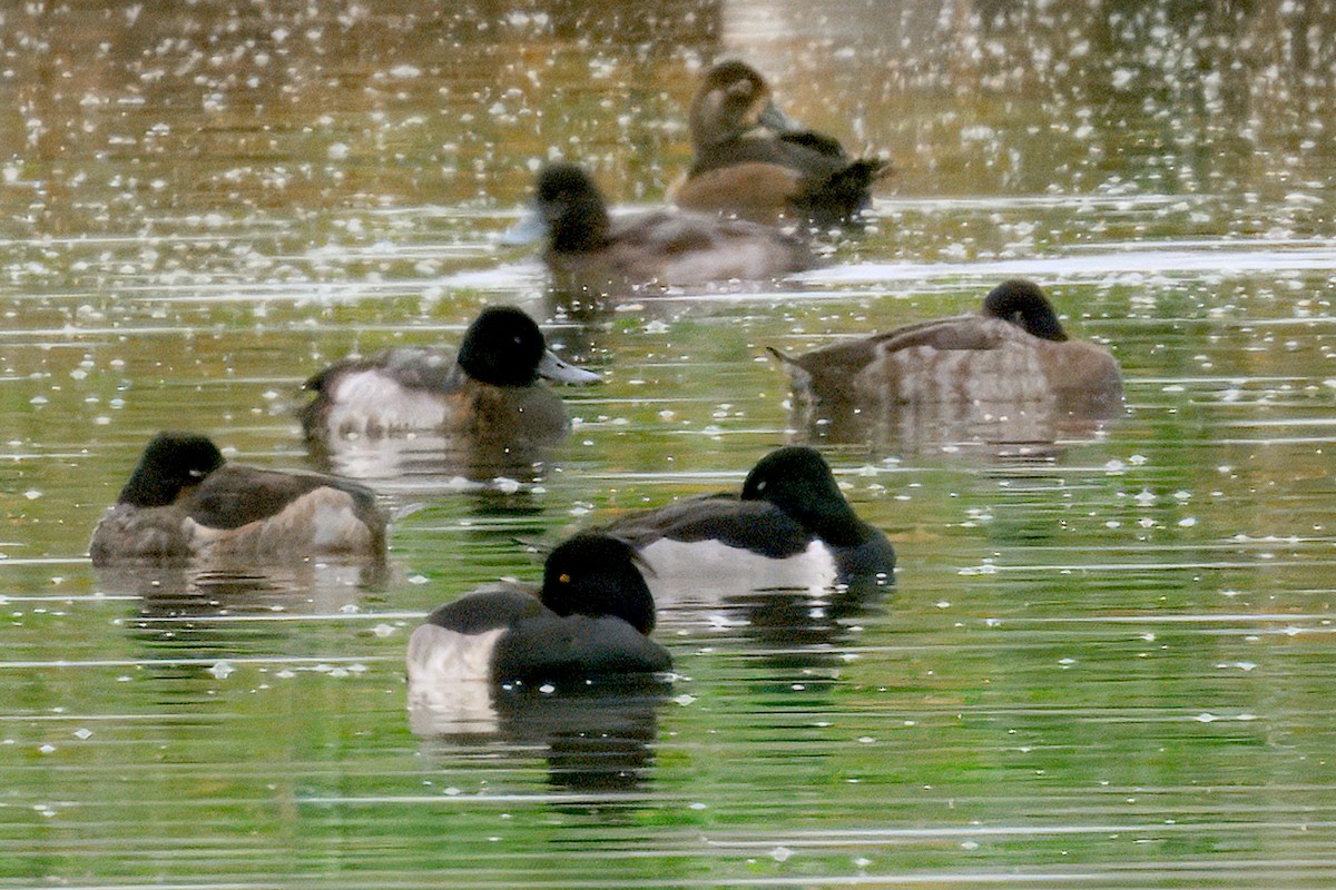 Tufted Duck - ML645915540