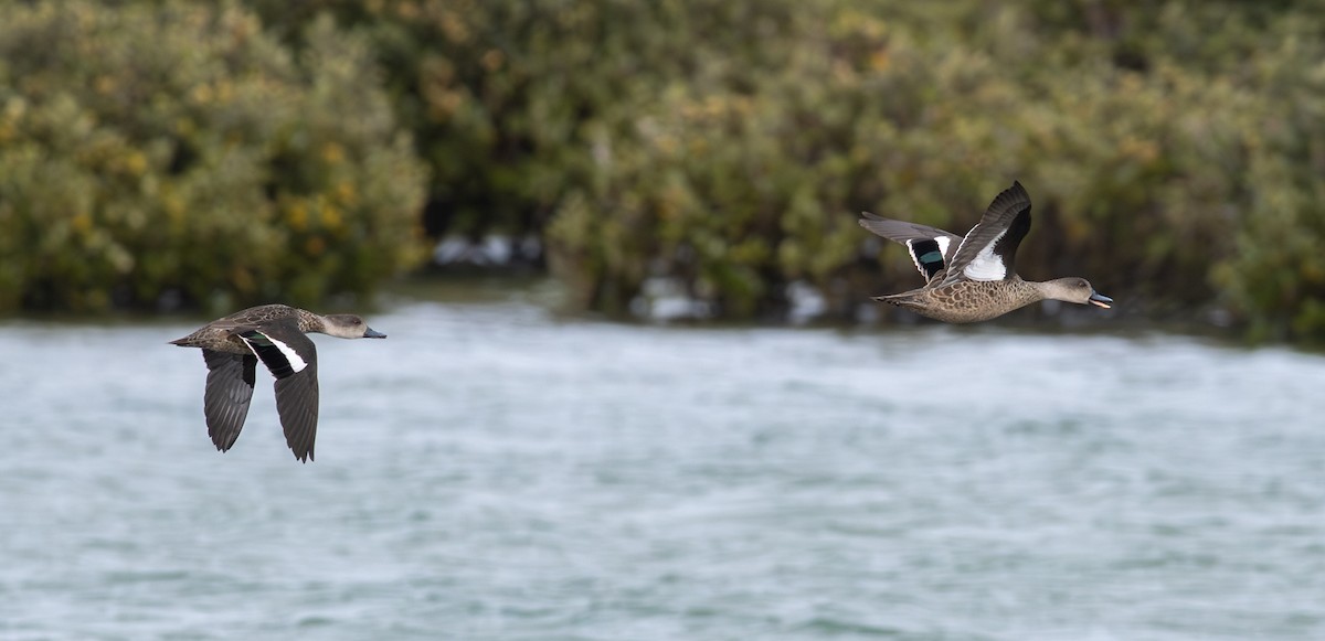 Gray Teal - ML645915542