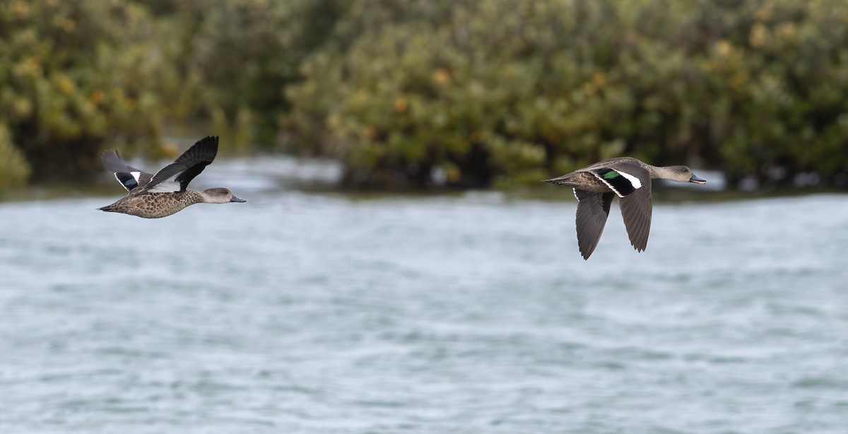 Gray Teal - ML645915543