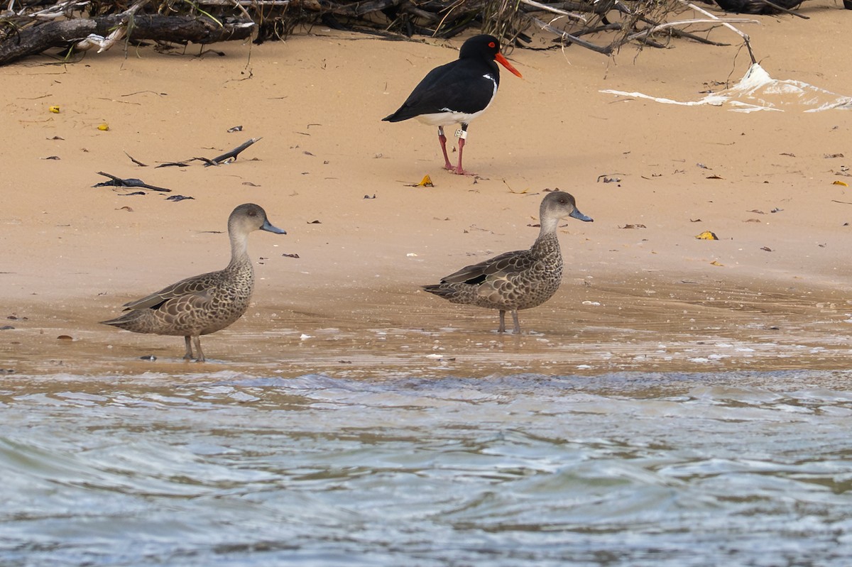 Gray Teal - ML645915544