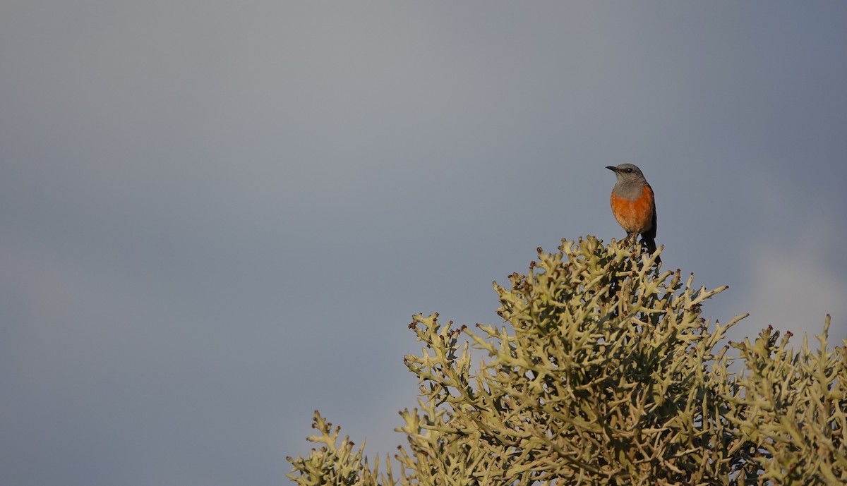 Littoral Rock-Thrush - ML645915545