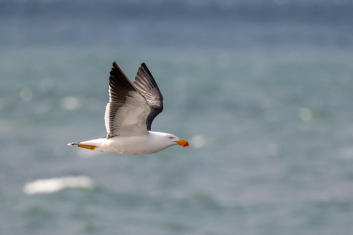 Pacific Gull - ML645915546