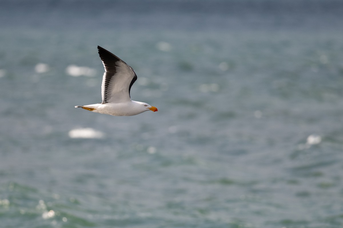 Pacific Gull - ML645915547