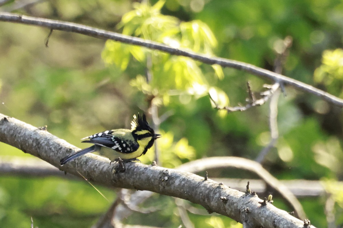 Himalayan Black-lored Tit - ML645915549
