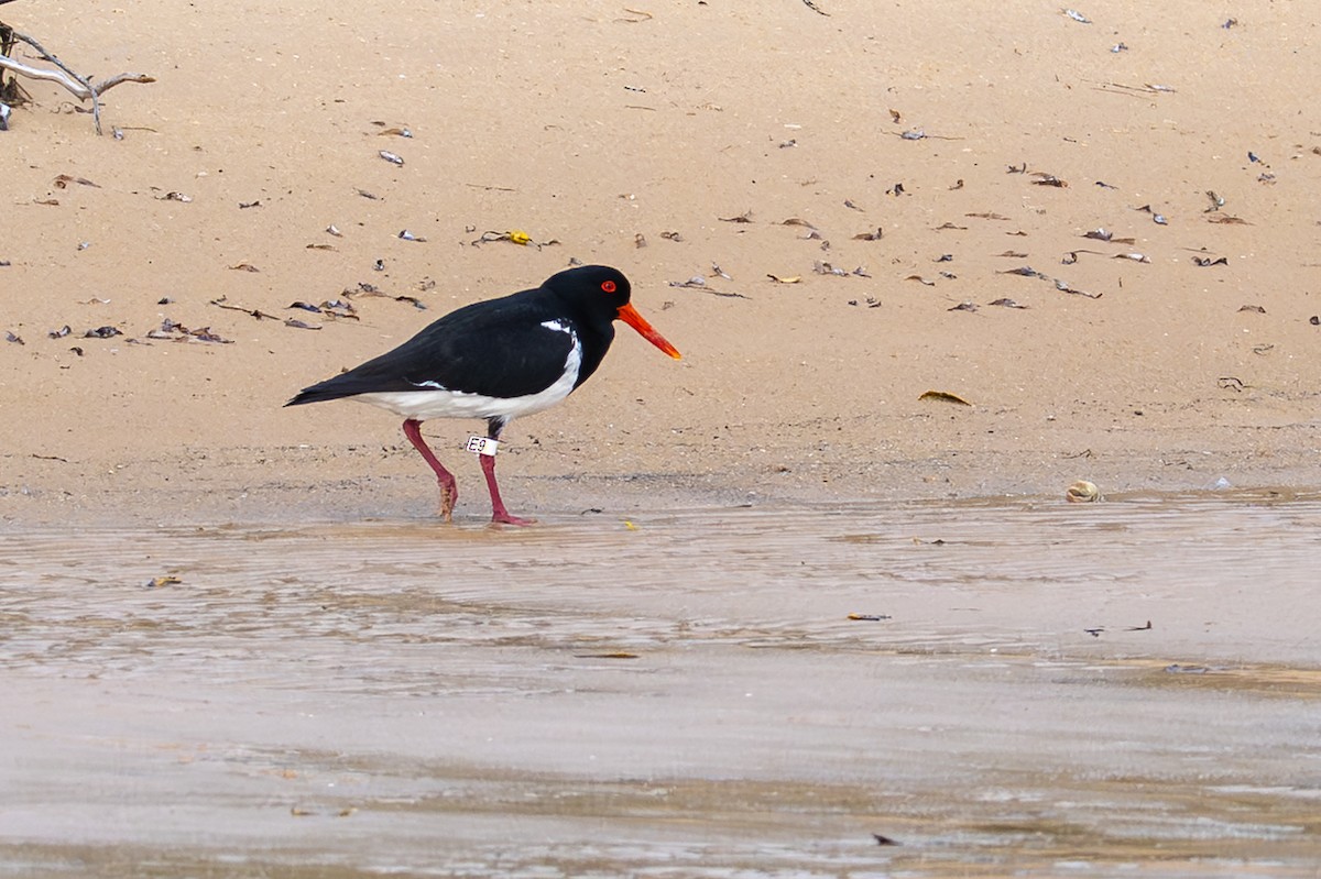 Pied Oystercatcher - ML645915550