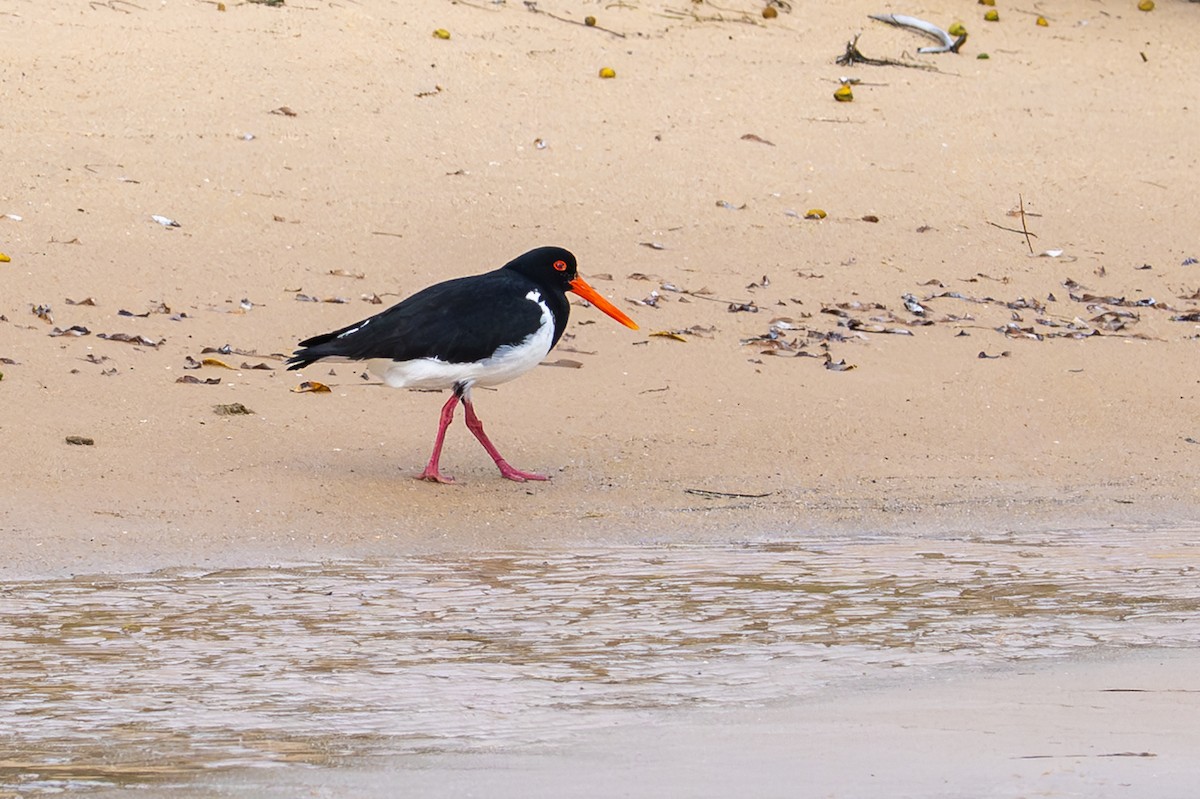 Pied Oystercatcher - ML645915551