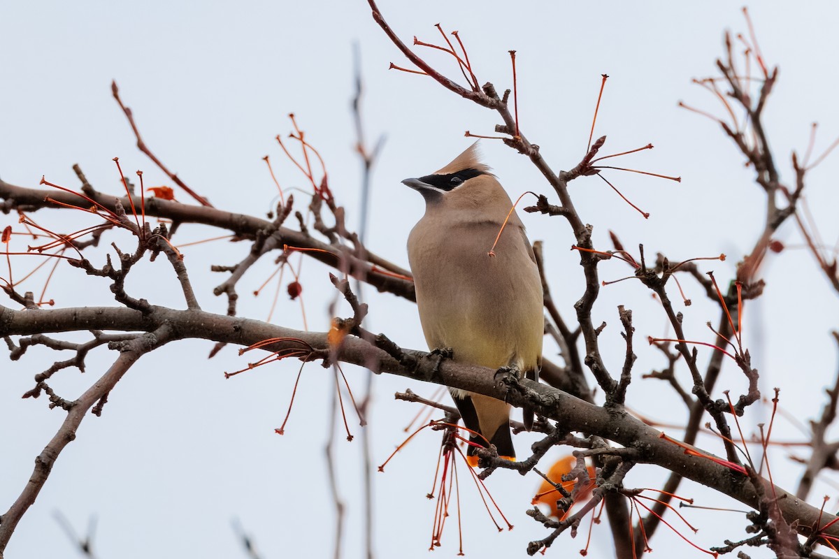 brkoslav americký - ML645915558