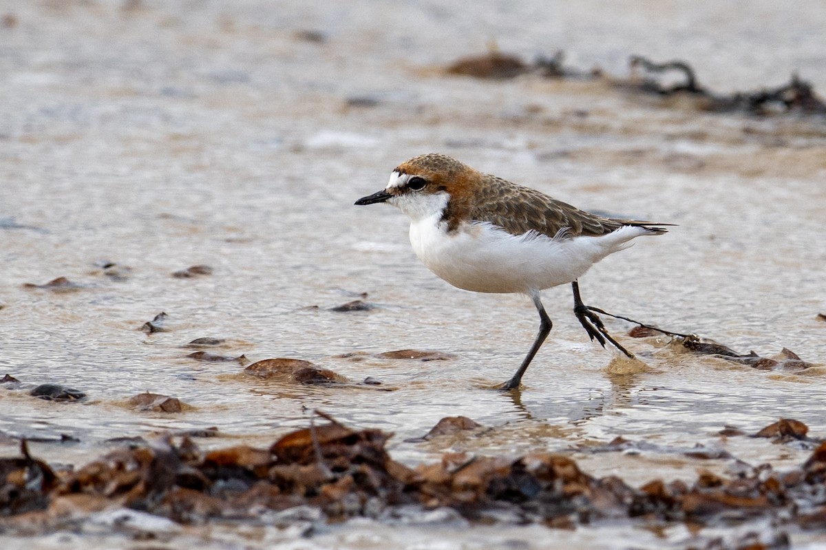 Red-capped Plover - ML645915563