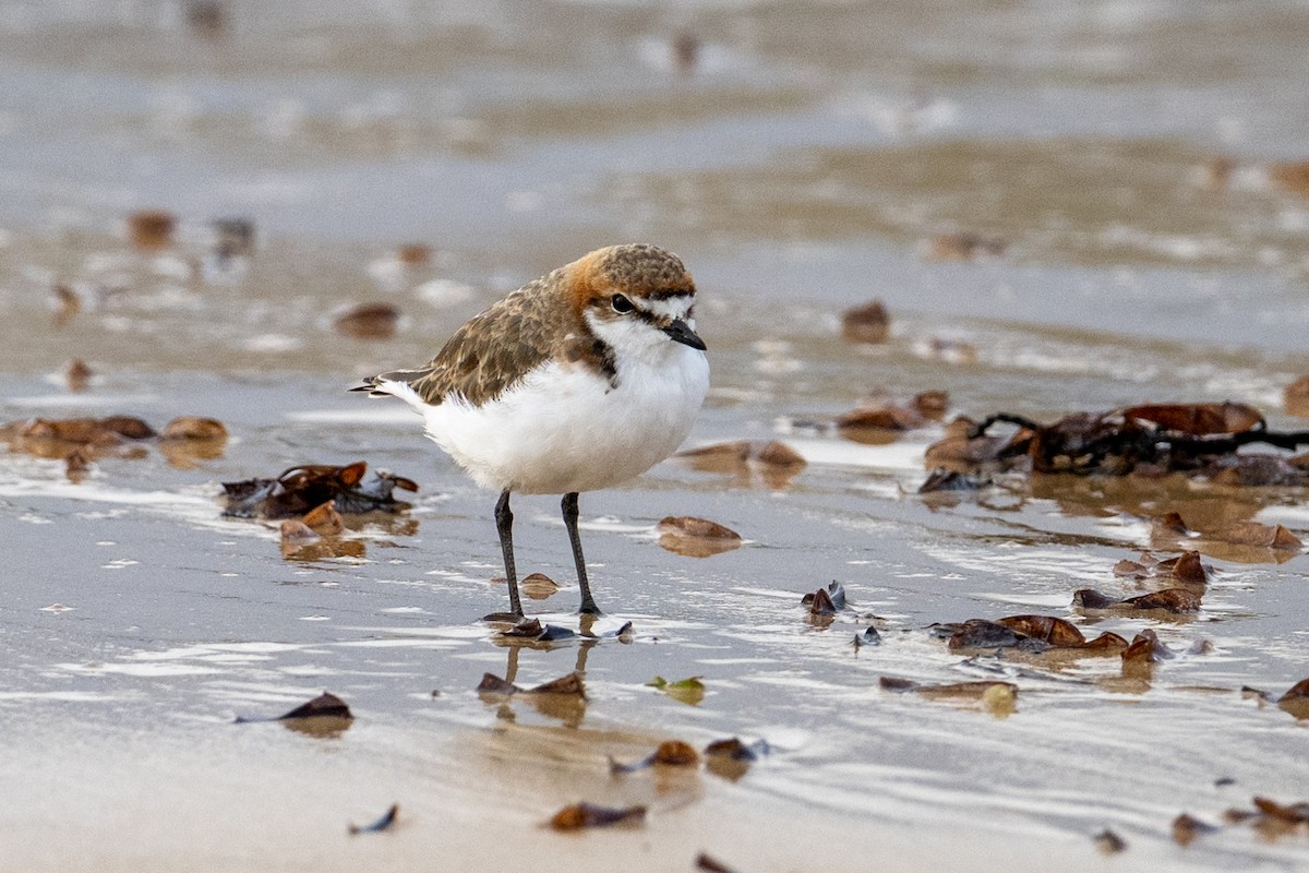 Red-capped Plover - ML645915564