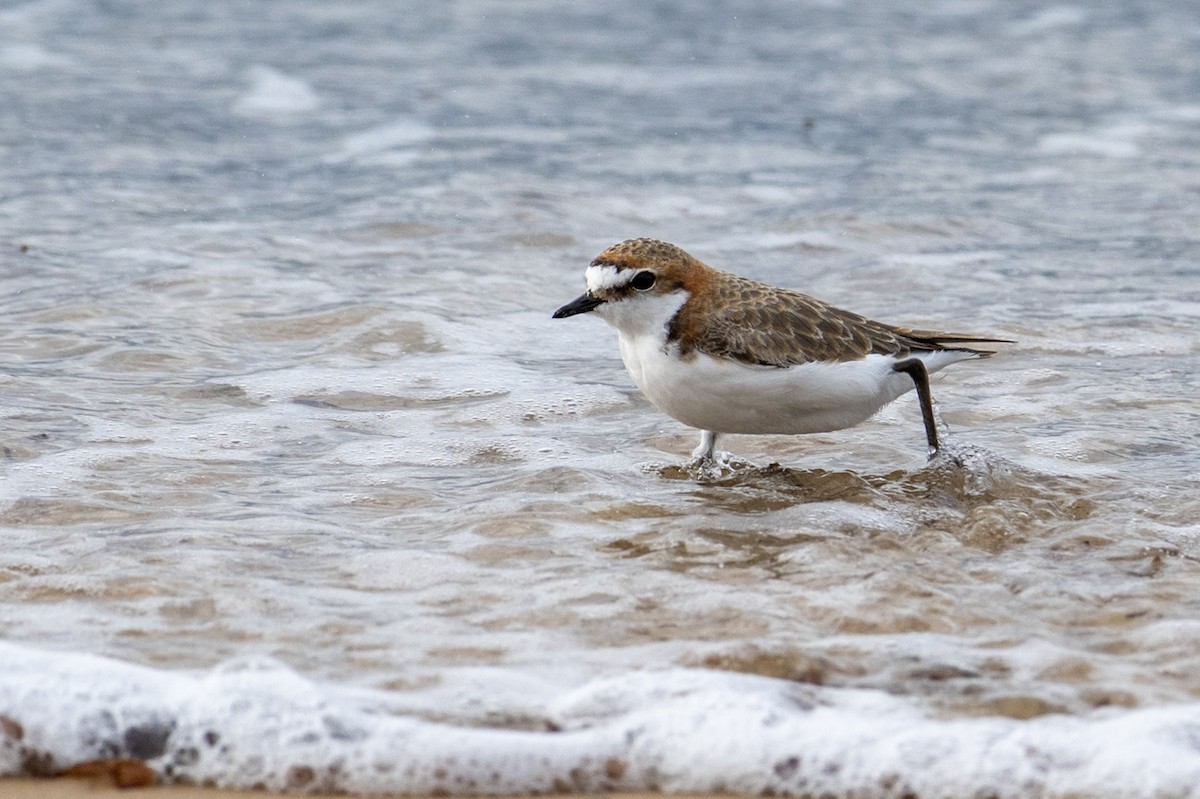 Red-capped Plover - ML645915565