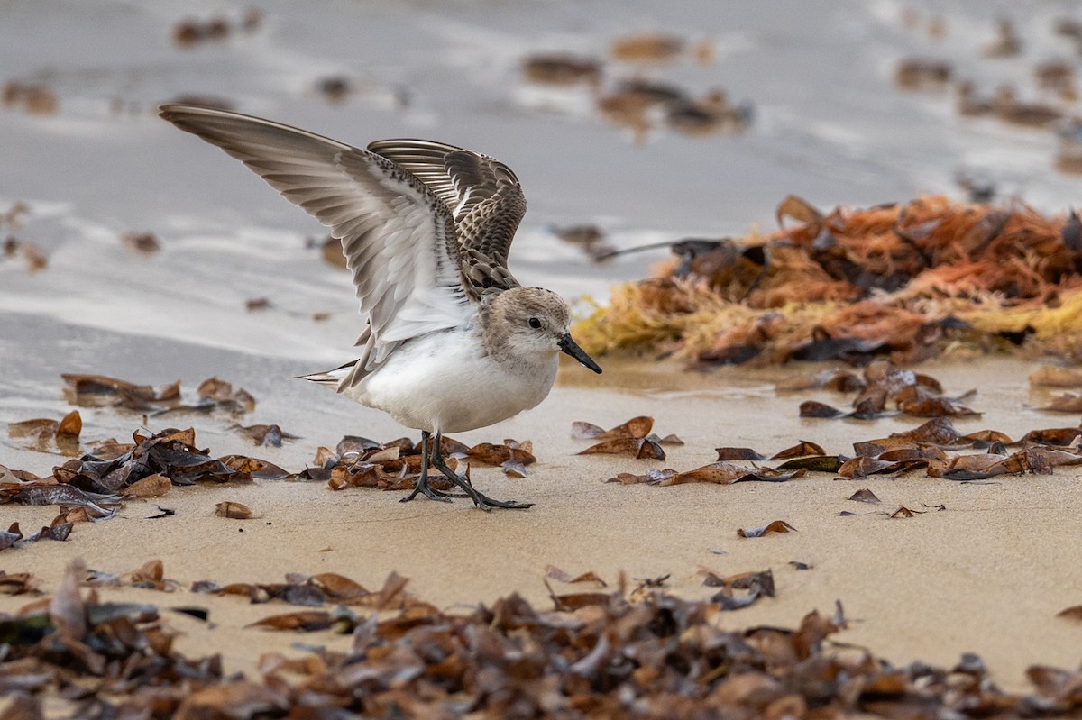 Red-necked Stint - ML645915567