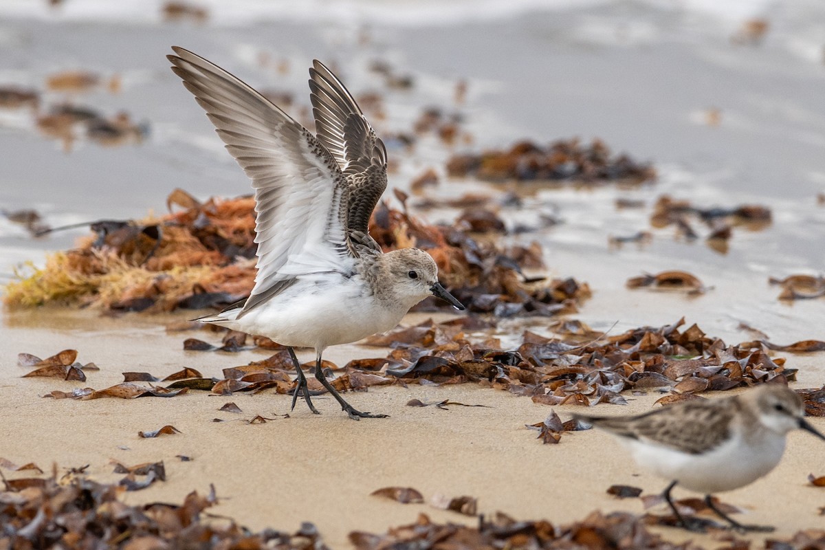 Red-necked Stint - ML645915568