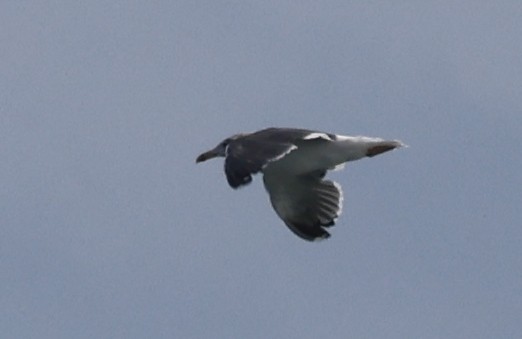Lesser Black-backed Gull - ML645915571