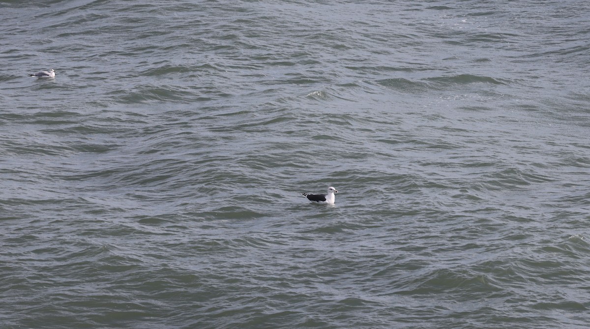 Büyük Kara Sırtlı Martı - ML645915574