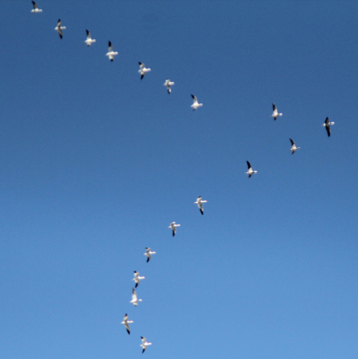 Snow Goose - ML645915578