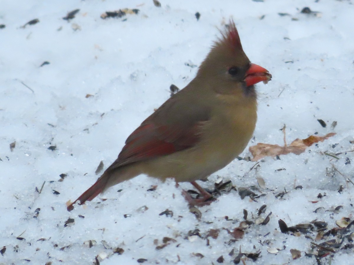 Kırmızı Kardinal - ML645915582