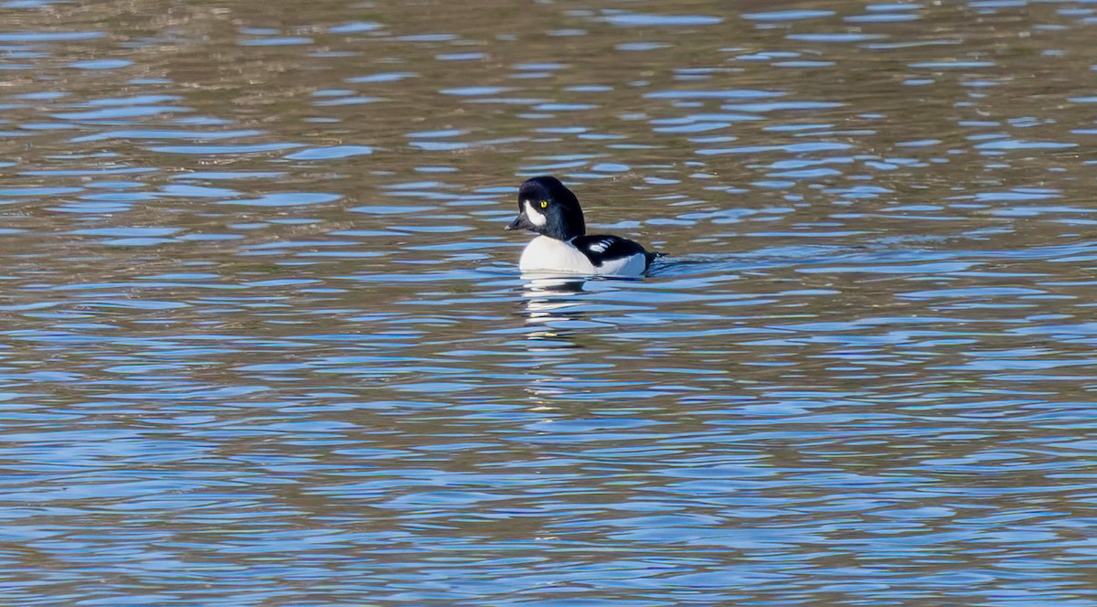 Barrow's Goldeneye - ML645915587