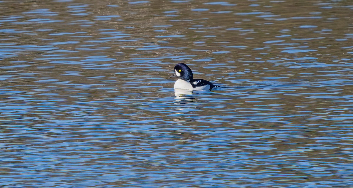 Barrow's Goldeneye - ML645915588