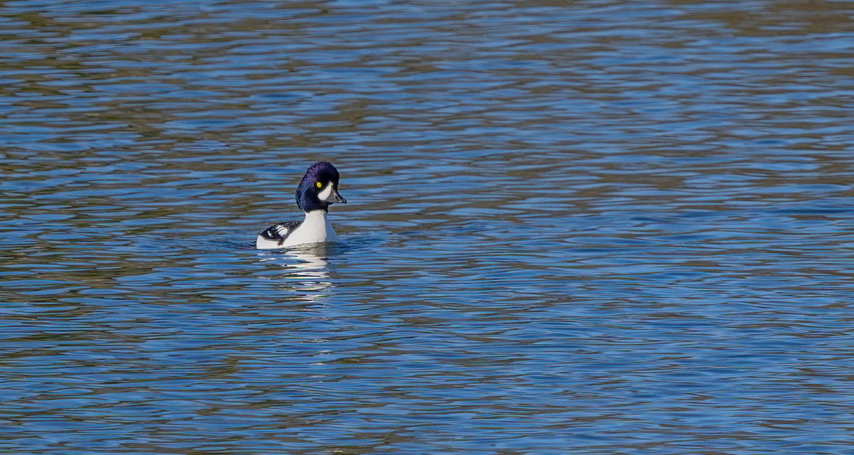 Barrow's Goldeneye - ML645915589
