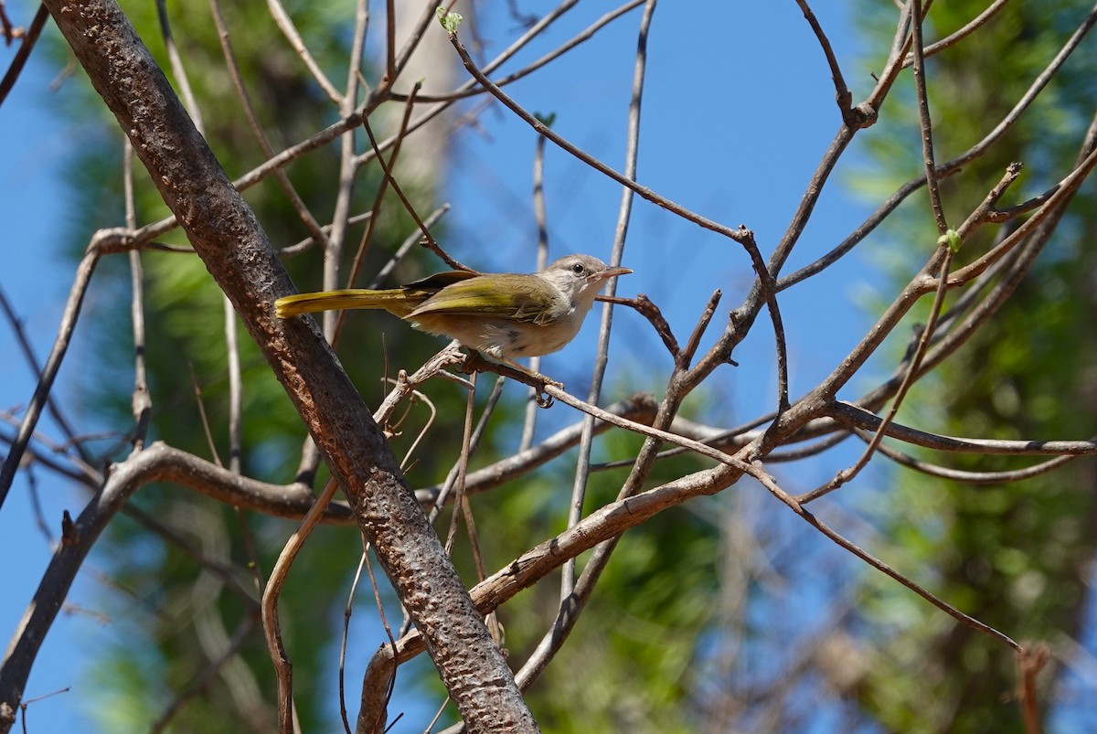 Thamnornis - ML645915599