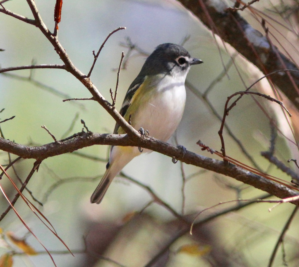 Blue-headed Vireo - ML645915605