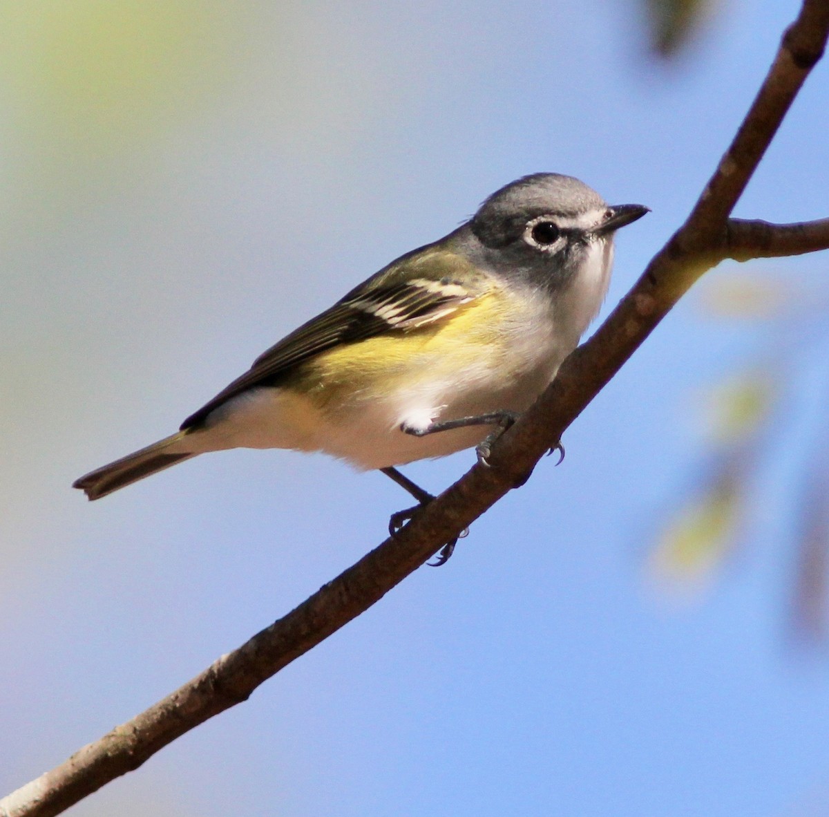 Blue-headed Vireo - ML645915606