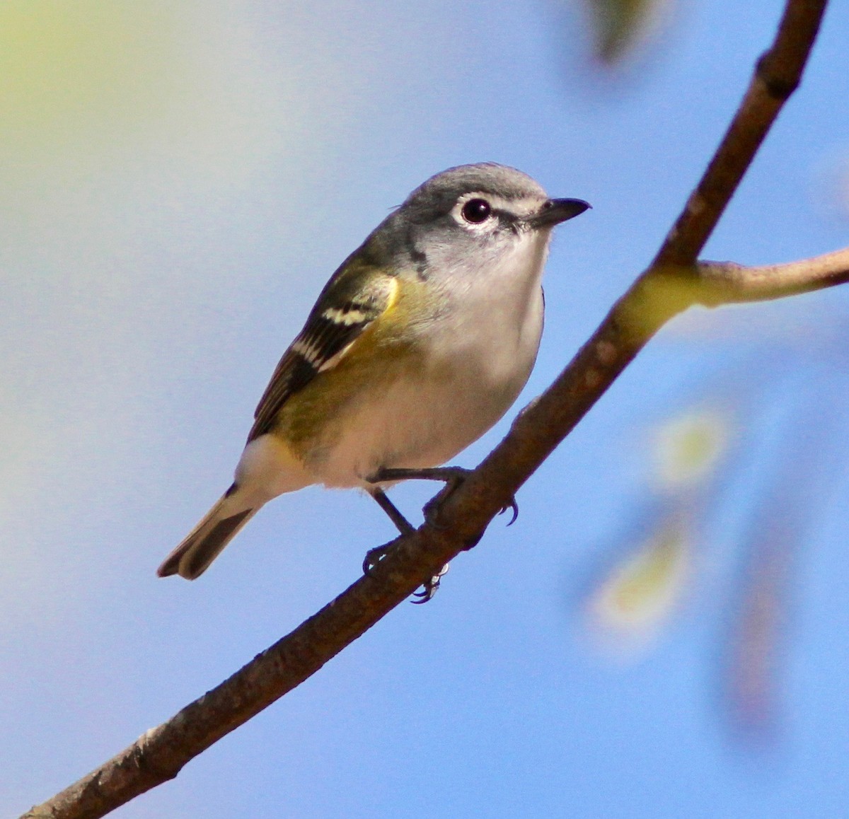 Blue-headed Vireo - ML645915607