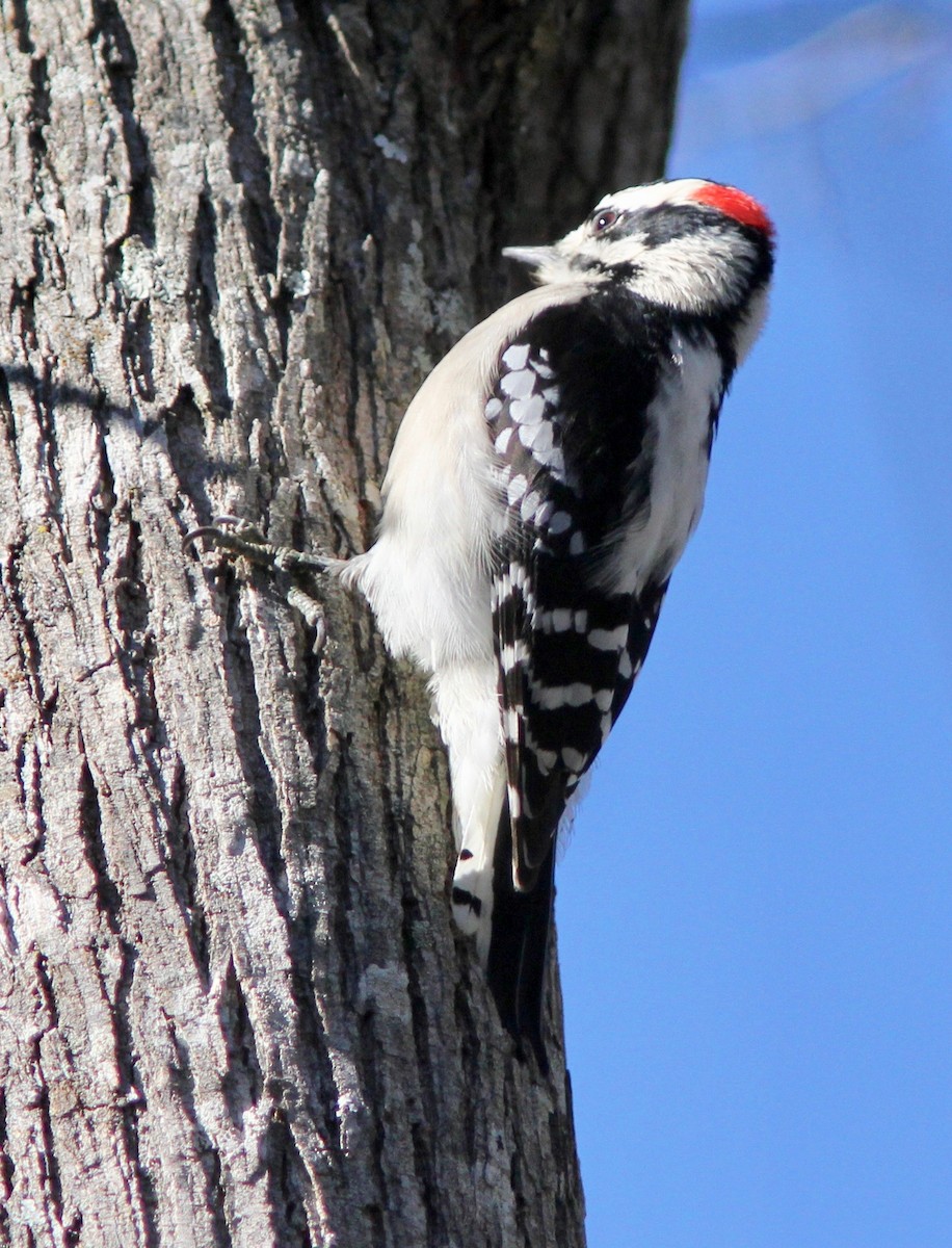 Downy Woodpecker - ML645915608
