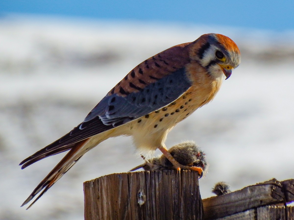 American Kestrel - ML645915609