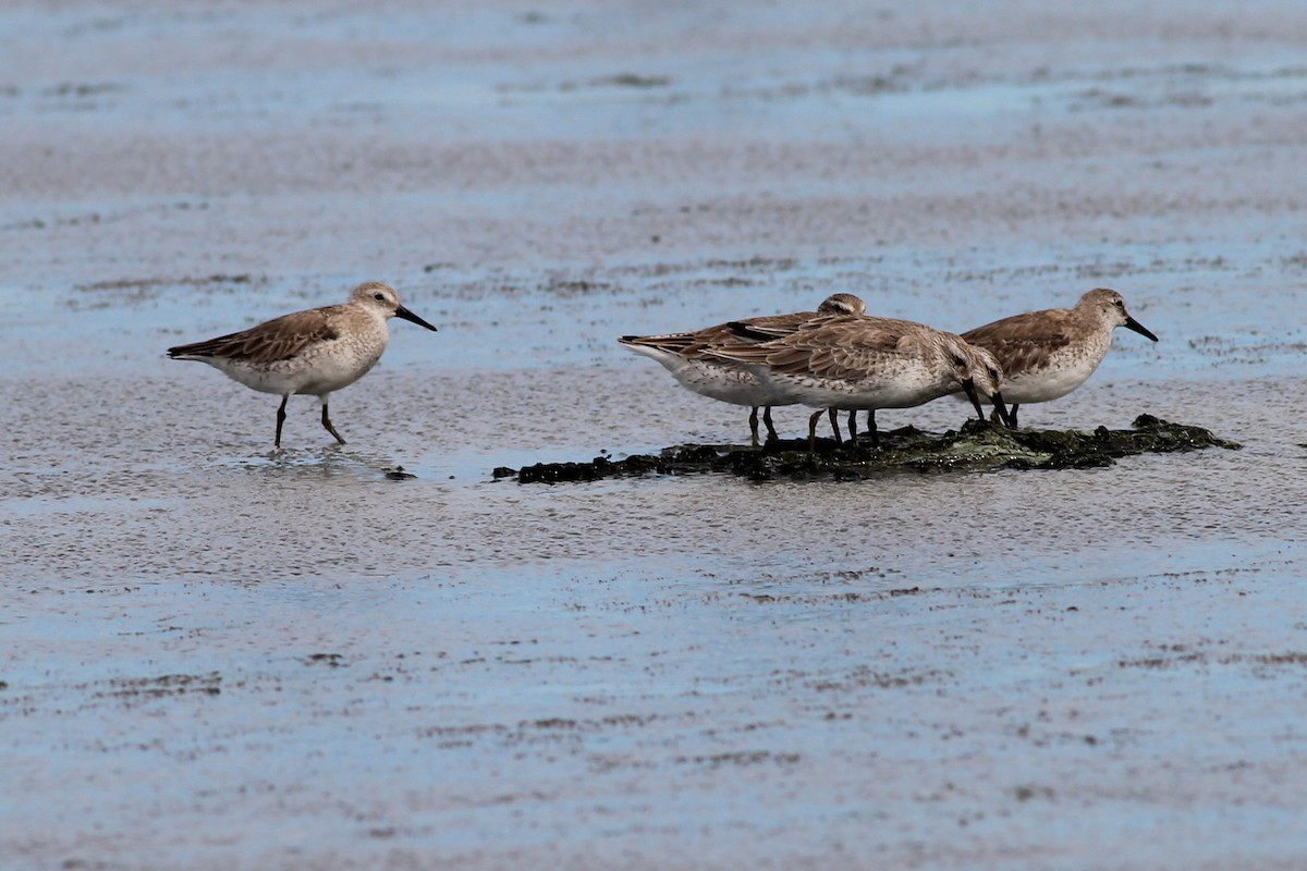 Red Knot - ML645915623