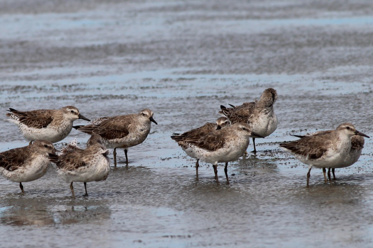 Red Knot - ML645915624