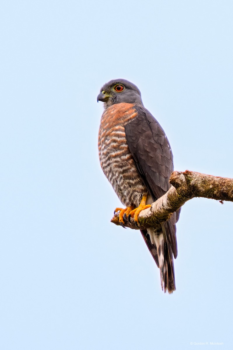 Double-toothed Kite - ML645915642