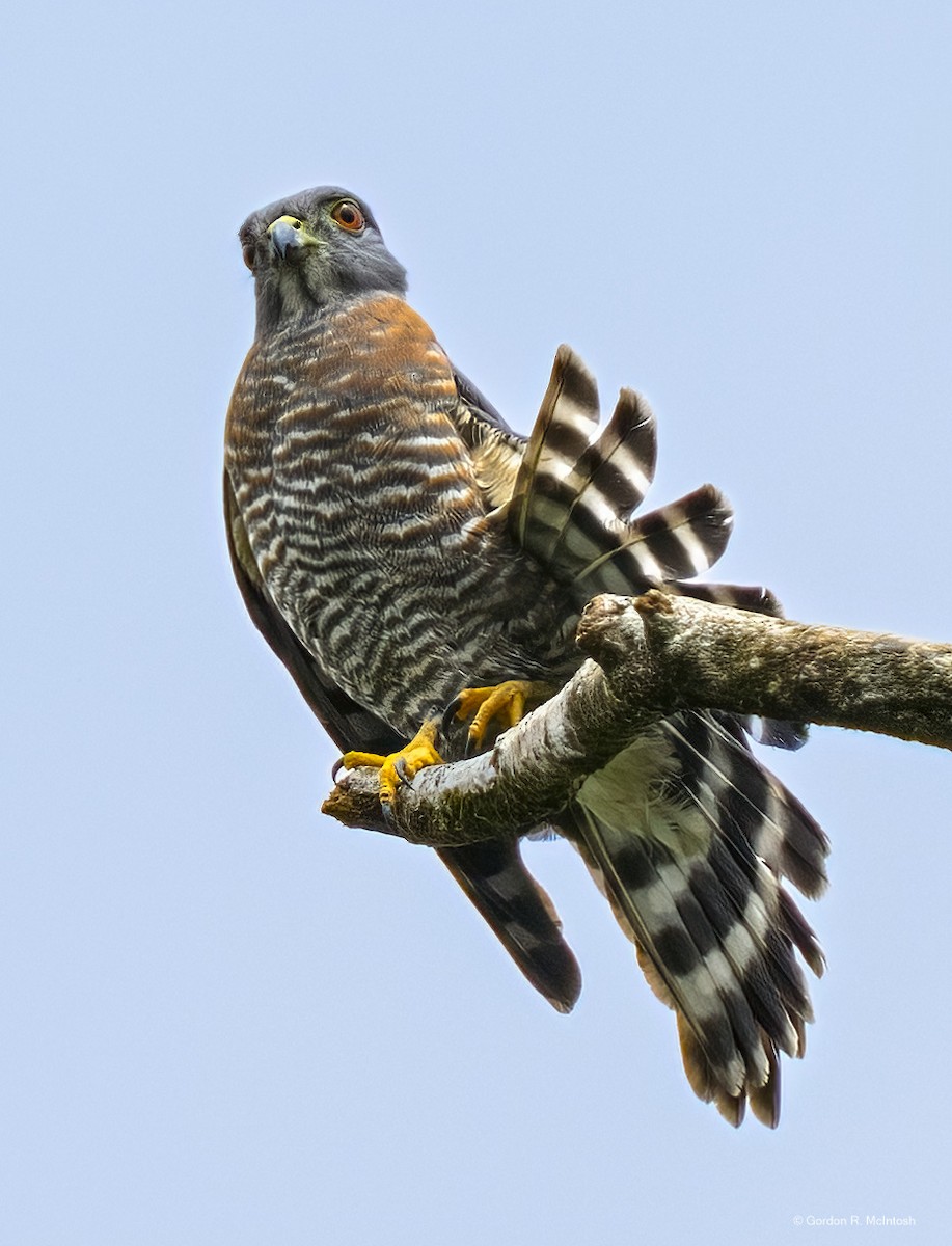 Double-toothed Kite - ML645915644