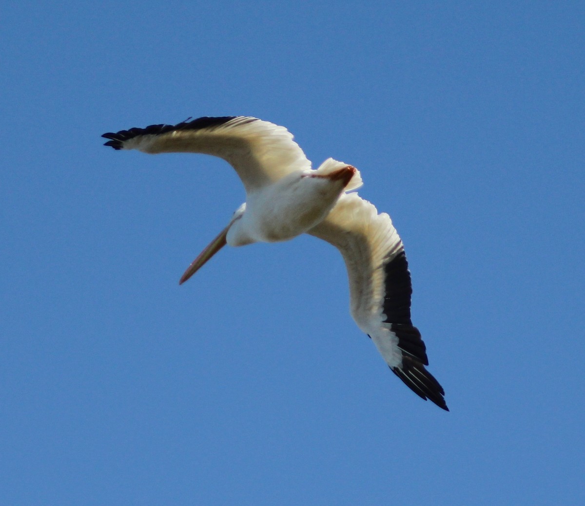 American White Pelican - ML645915648