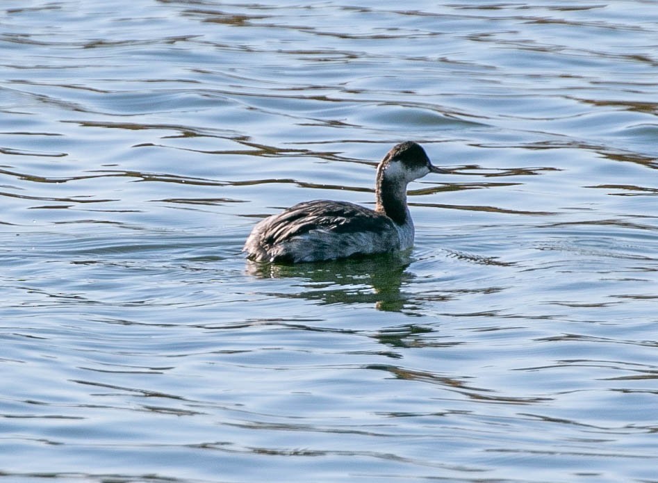 Eared Grebe - ML645915649